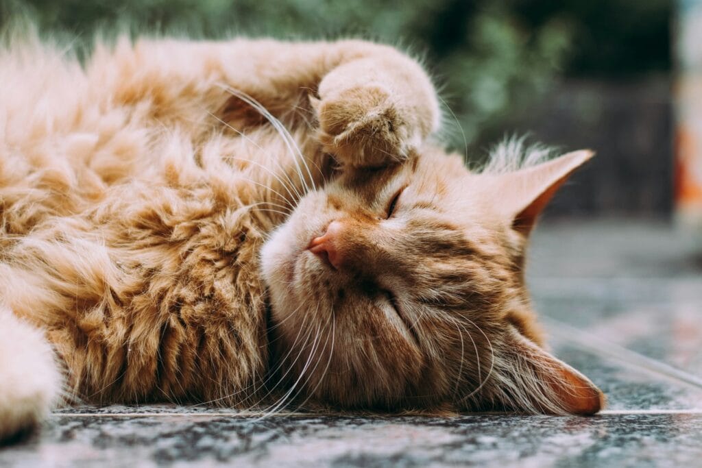 reiki chat
