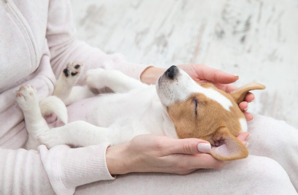 Reiki Shoden Chien